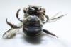 Anthidium septemspinosum